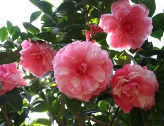 室内能养茶花吗,茶花有毒吗(2)