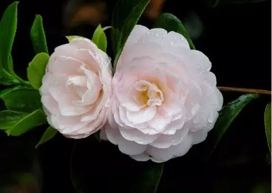 室内能养茶花吗,茶花有毒吗(4)