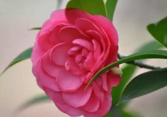 室内能养茶花吗,茶花有毒吗(5)