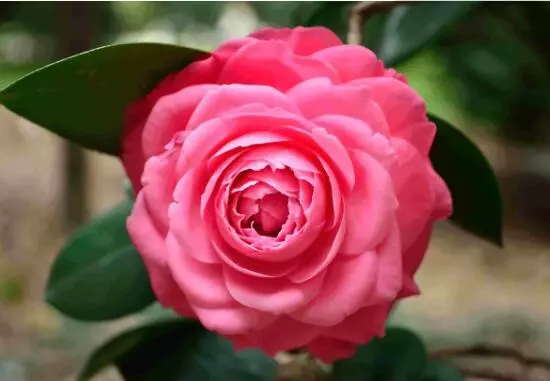室内能养茶花吗,茶花有毒吗(6)
