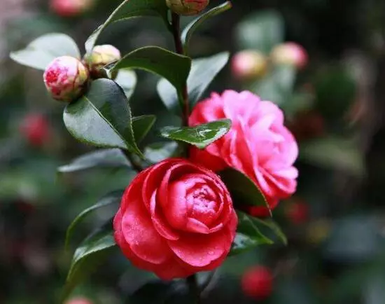 室内能养茶花吗,茶花有毒吗(7)