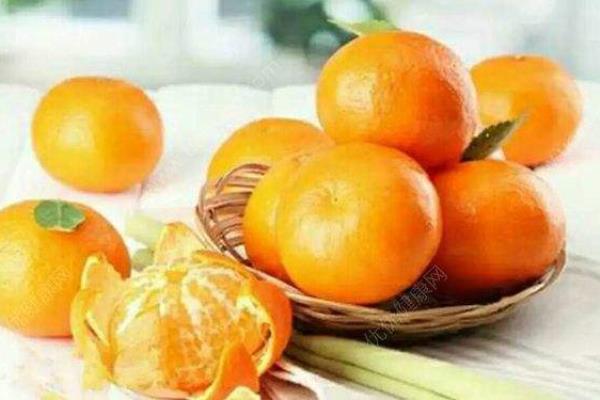 2个月孕妇能吃橘子吗.
