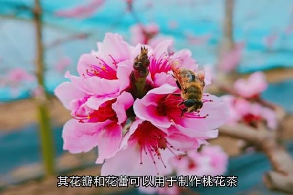 桃花的别名叫什么名字.