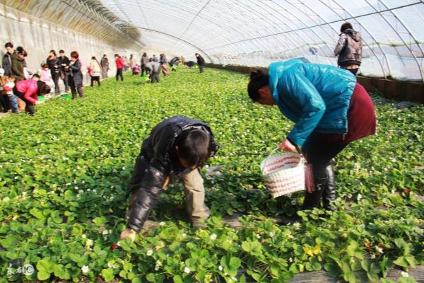 草莓怎么育苗方法 在家.