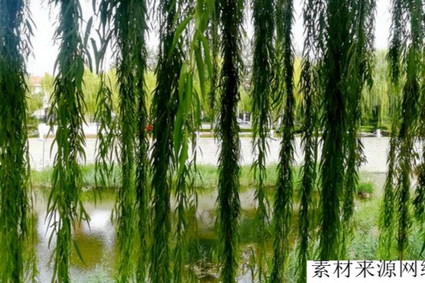 柳树的介绍及特点是什么.