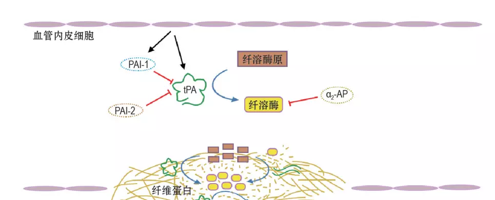 阿替普酶溶栓计算方法(3)