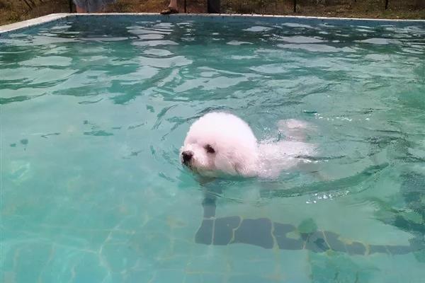 比熊犬能长多大体重.