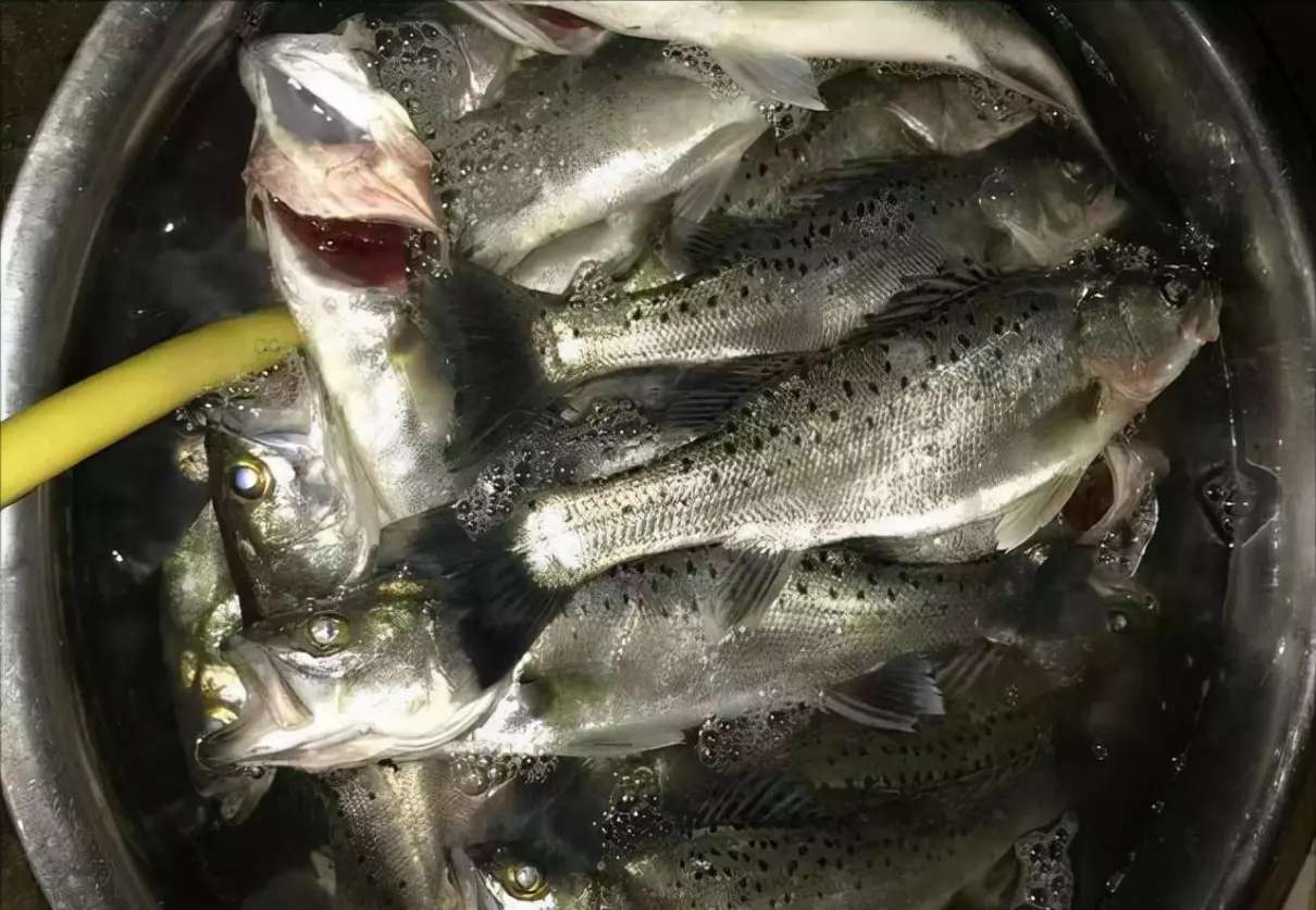 七星鲈鱼是淡水鱼还是海鱼(2)