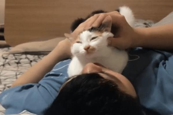 三花猫为什么招财家里养是吉是凶.