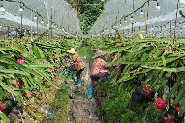 火龙果种植技术大全.