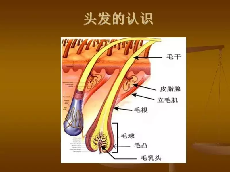 头发是怎么形成的 毛发生理学(1)