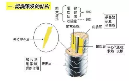 头发是怎么形成的 毛发生理学(2)