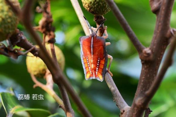 荔蝽若虫有毒吗.