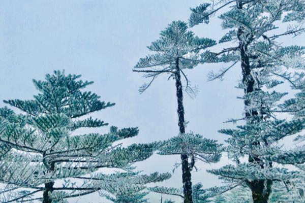 写雪松的诗有什么.