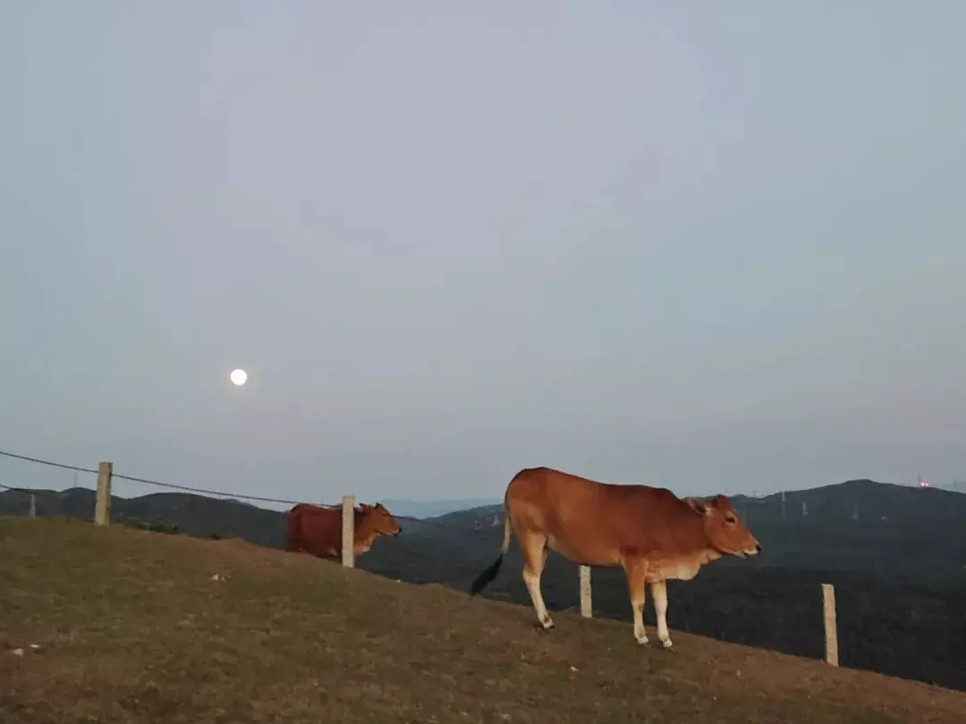 大姆山草场几月份去是绿色的(10)