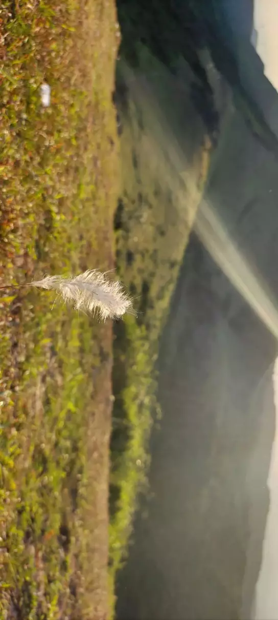 大姆山草场几月份去是绿色的(18)