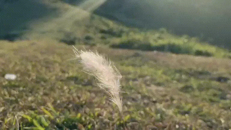 大姆山草场几月份去是绿色的(7)