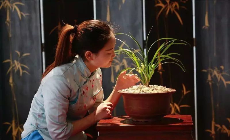 兰花传奇是什么品种(15)