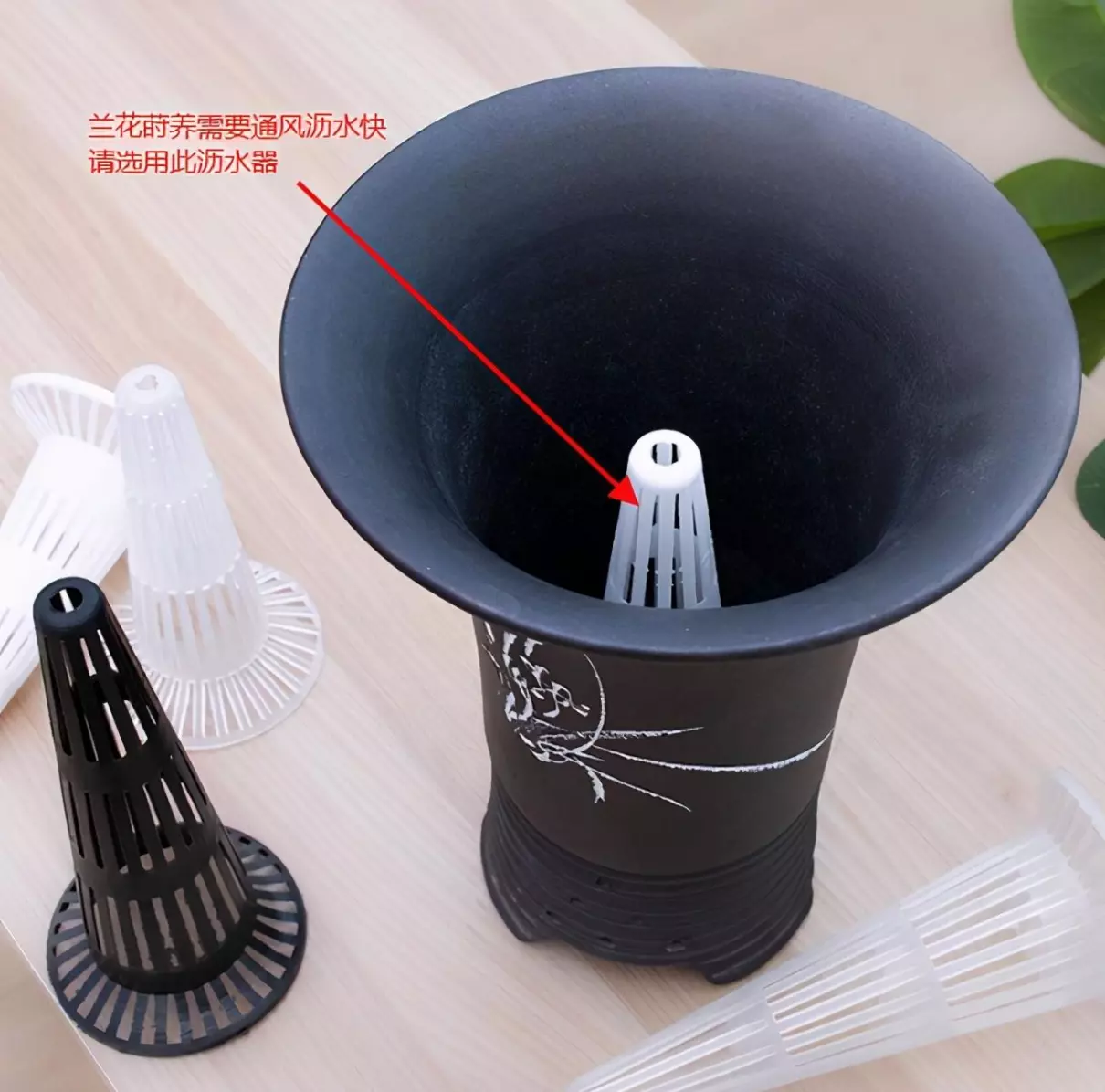 兰花传奇是什么品种(16)
