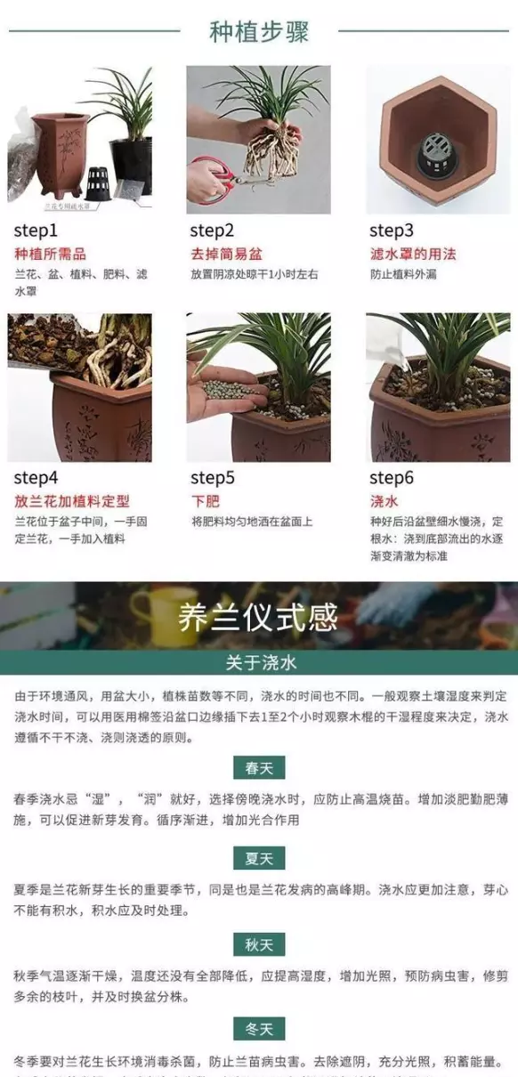兰花传奇是什么品种(17)
