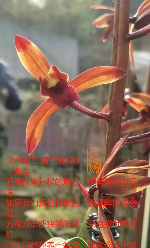 兰花传奇是什么品种(1)