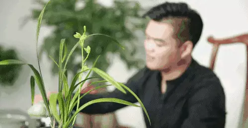 兰花传奇是什么品种(24)