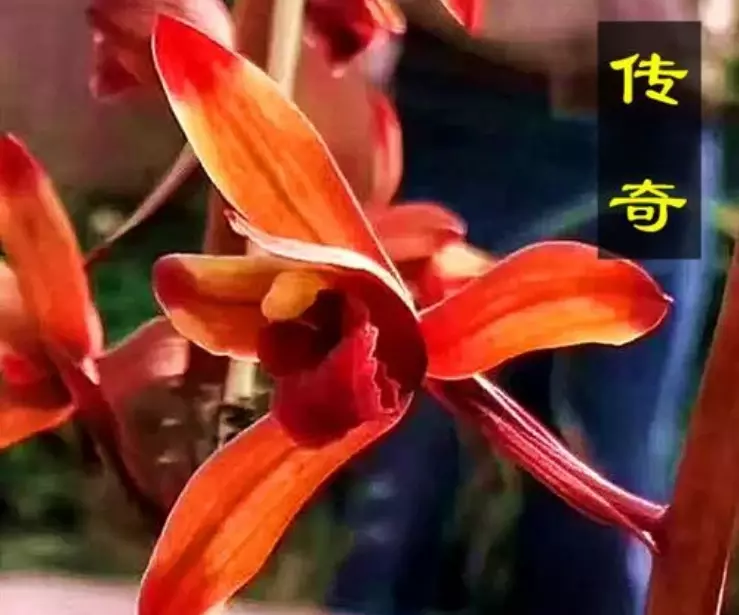 兰花传奇是什么品种(26)