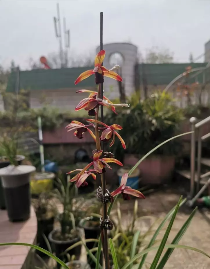 兰花传奇是什么品种(36)