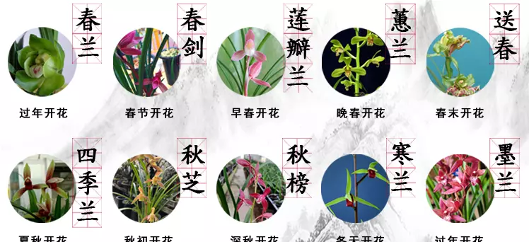 兰花传奇是什么品种(39)