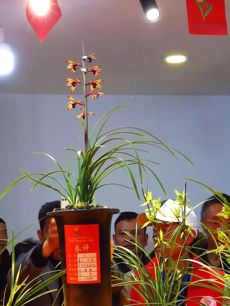 兰花传奇是什么品种(9)