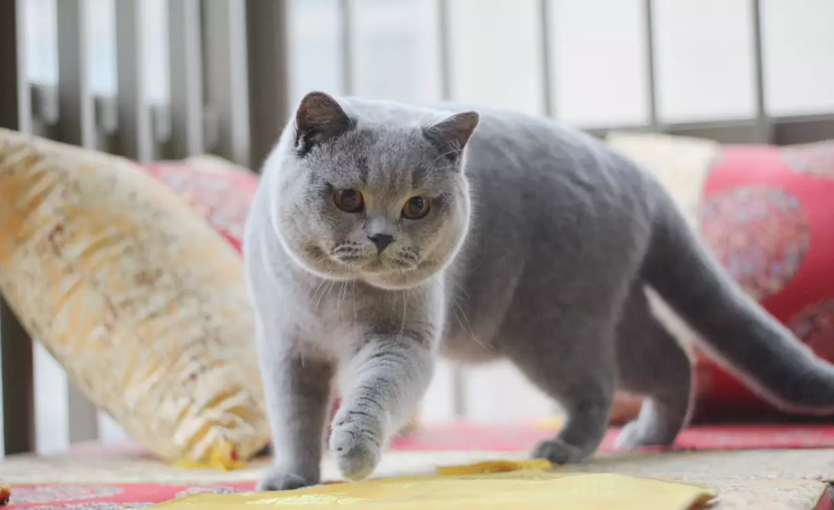 胡歌养的猫是什么品种(10)