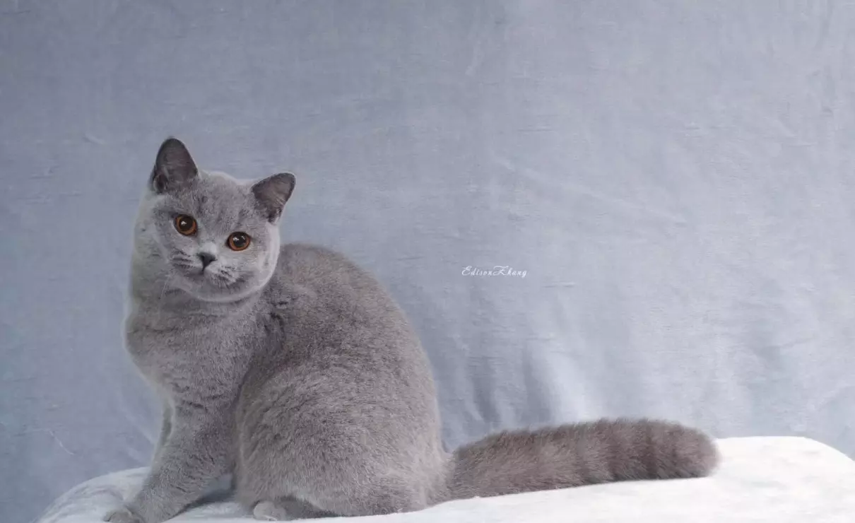 胡歌养的猫是什么品种(11)