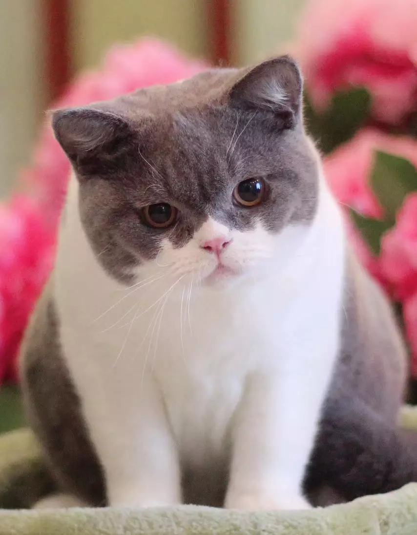 胡歌养的猫是什么品种(12)