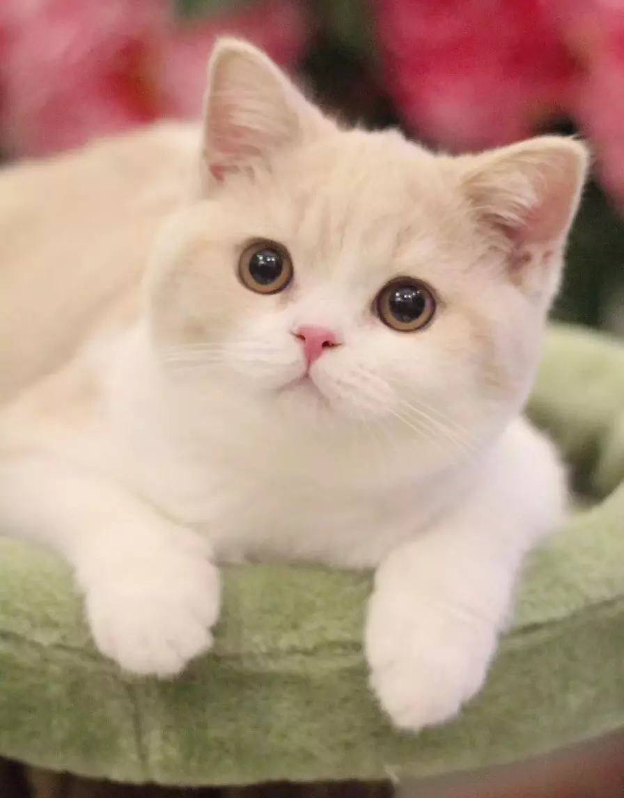 胡歌养的猫是什么品种(13)
