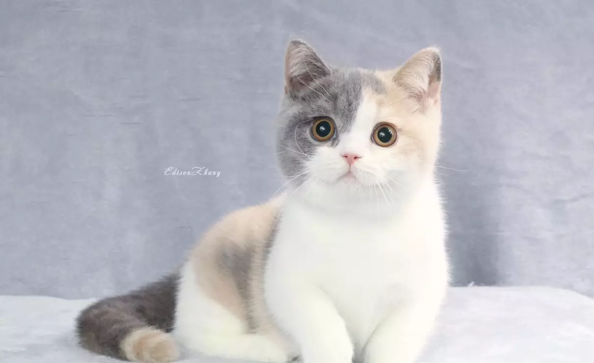 胡歌养的猫是什么品种(14)