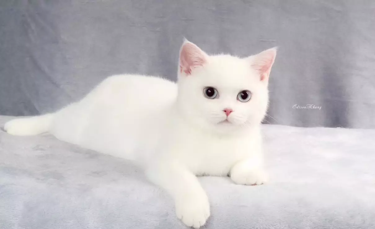 胡歌养的猫是什么品种(15)