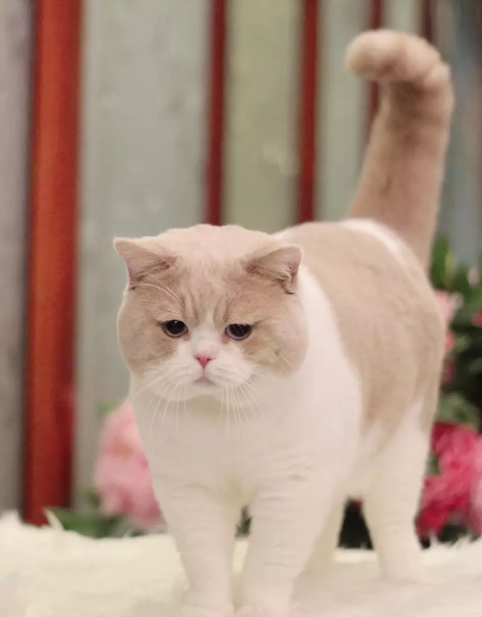 胡歌养的猫是什么品种(16)