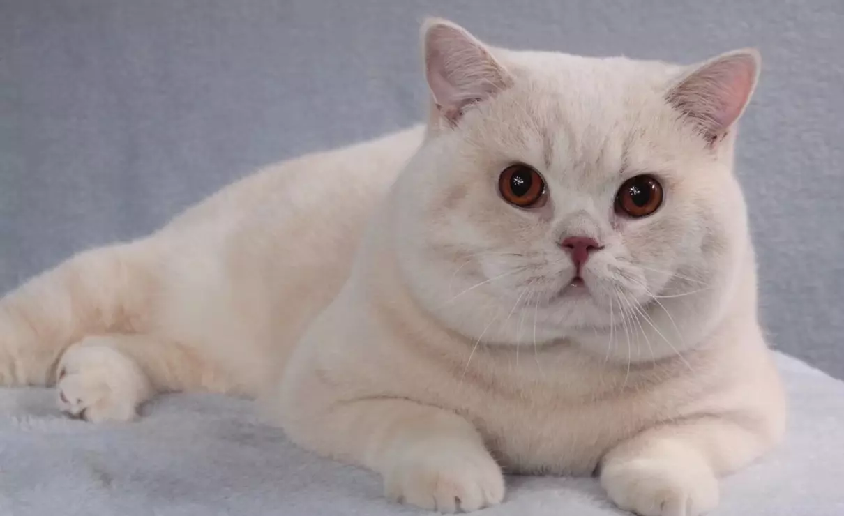 胡歌养的猫是什么品种(17)