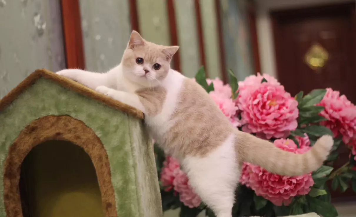 胡歌养的猫是什么品种(18)