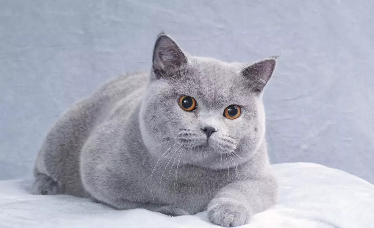 胡歌养的猫是什么品种(19)