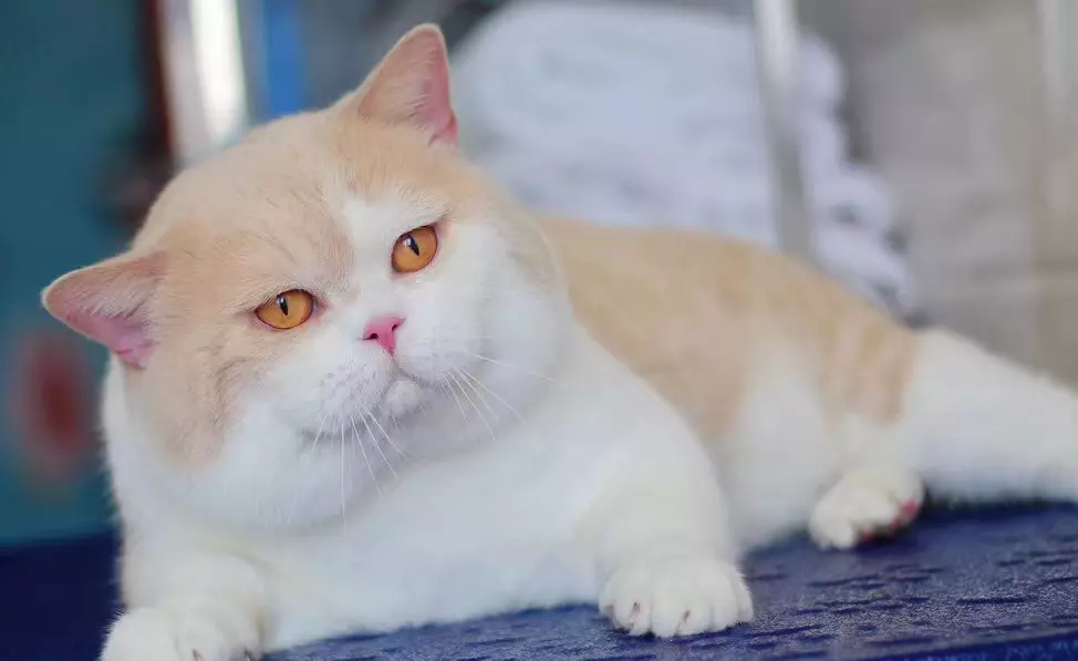 胡歌养的猫是什么品种(20)