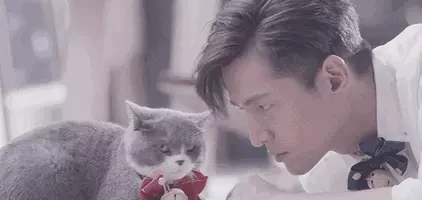胡歌养的猫是什么品种(3)