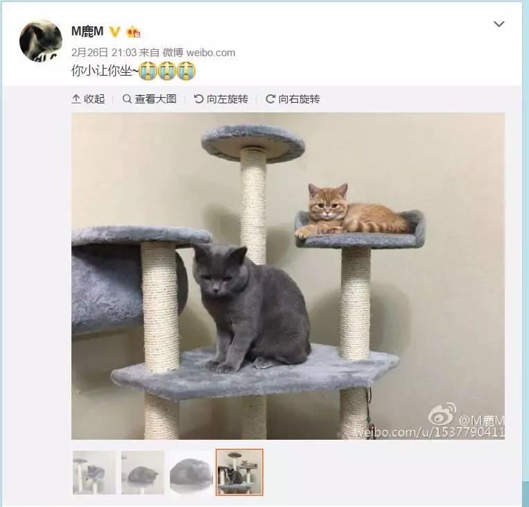 胡歌养的猫是什么品种(6)