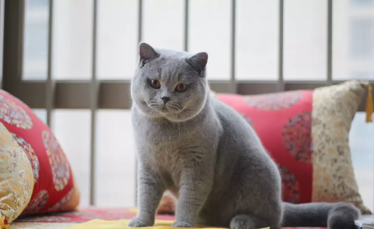 胡歌养的猫是什么品种(7)