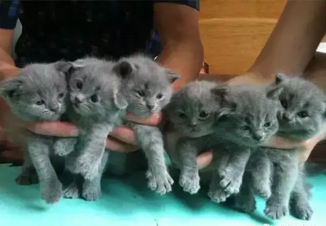胡歌养的猫是什么品种(8)