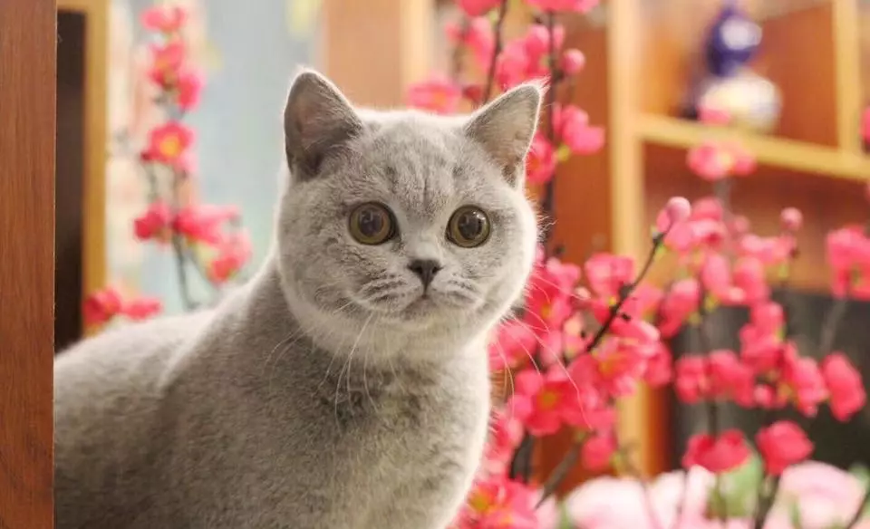胡歌养的猫是什么品种(9)
