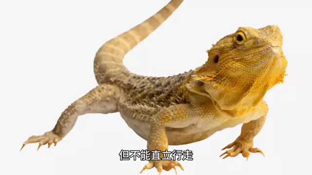 恐龙大灭绝发生在哪个地质年代(1)