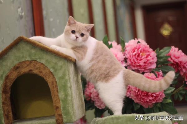 胡歌养的猫是什么品种.