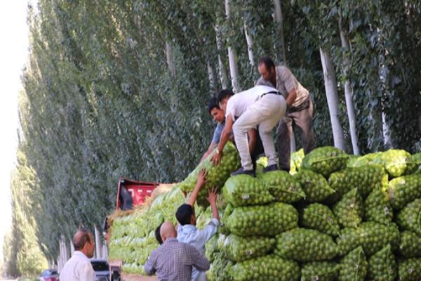 新疆大核桃什么时候成熟采摘.