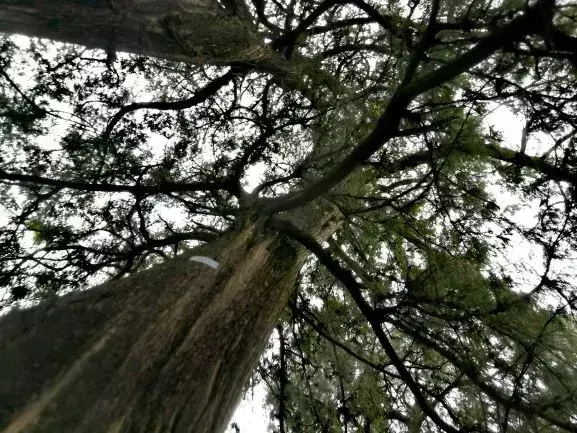 成都伴程旅游(11)